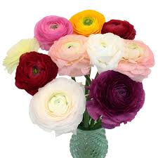 Attēlu rezultāti vaicājumam “Ranunculus mendax flower”