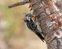 Attēlu rezultāti vaicājumam “Choerades sp.”