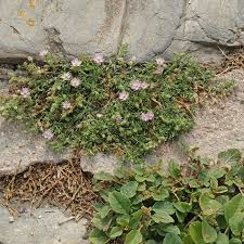 Attēlu rezultāti vaicājumam “Spergularia rubra”