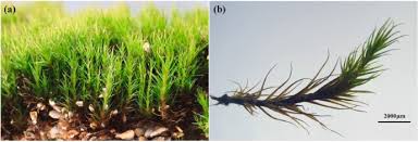 Attēlu rezultāti vaicājumam “Acrocarpous mosses”