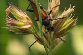 Attēlu rezultāti vaicājumam “Anastrangalia sanguinolenta female”