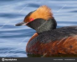 Image result for Podiceps auritus