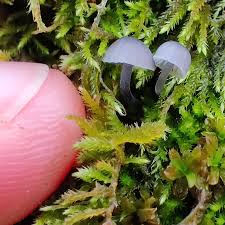 Attēlu rezultāti vaicājumam “Mycena pseudocorticola”