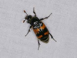 Attēlu rezultāti vaicājumam “Nicrophorus vespillo”