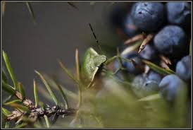 Attēlu rezultāti vaicājumam “Chlorochroa juniperina”