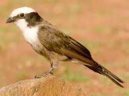 Attēlu rezultāti vaicājumam “Laniidae”