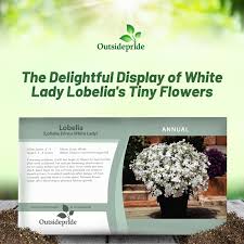 Attēlu rezultāti vaicājumam “Lobelia erinus flower”