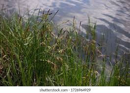 Attēlu rezultāti vaicājumam “Schoenoplectus lacustris subsp. glaucus”
