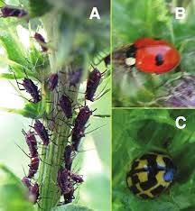 Attēlu rezultāti vaicājumam “Lignydium muscorum macro”