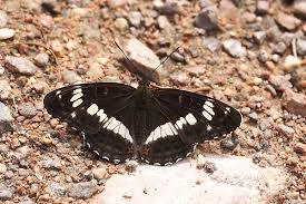 Attēlu rezultāti vaicājumam “Limenitis camilla”