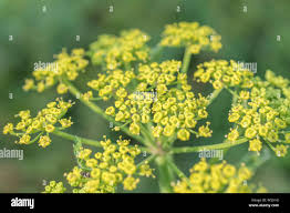 Attēlu rezultāti vaicājumam “Pastinaca sativa subsp. sylvestris”