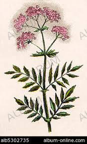 Image result for Baldrian