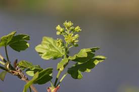 Attēlu rezultāti vaicājumam “Acer campestre flower”
