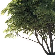 Attēlu rezultāti vaicājumam “Juglans mandshurica leaf”