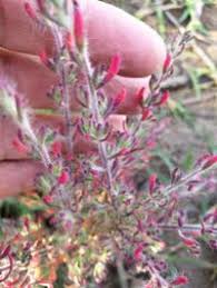 Attēlu rezultāti vaicājumam “Chenopodiaceae”