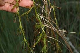 Attēlu rezultāti vaicājumam “Najas tenuissima leaf”