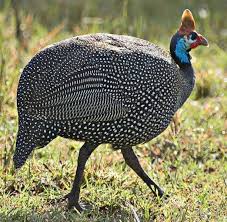 Attēlu rezultāti vaicājumam “Numida meleagris”