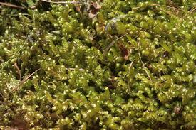 Attēlu rezultāti vaicājumam “Calliergonella lindbergii”