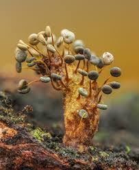 Attēlu rezultāti vaicājumam “Craterium aureum”