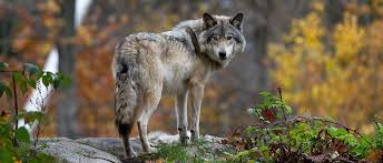 Attēlu rezultāti vaicājumam “Canis lupus”