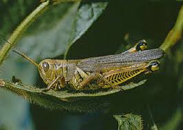 Attēlu rezultāti vaicājumam “Orthoptera”