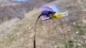 Attēlu rezultāti vaicājumam “Viola tricolor subsp. matutina”