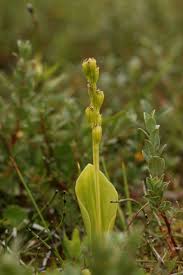 Attēlu rezultāti vaicājumam “Liparis loeselii bud”