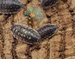 Attēlu rezultāti vaicājumam “Oniscus asellus”