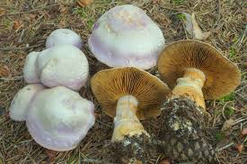 Attēlu rezultāti vaicājumam “Cortinarius traganus”