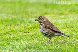 Attēlu rezultāti vaicājumam “Turdus philomelos juvenile”