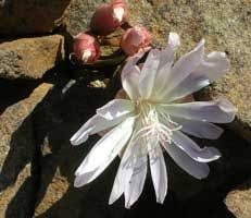 Attēlu rezultāti vaicājumam “Libanotis montana flower”