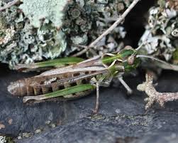 Attēlu rezultāti vaicājumam “Myrmeleotettix maculatus”