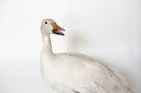 Image result for Anser caerulescens