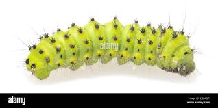 Attēlu rezultāti vaicājumam “Saturnia pavonia larva”