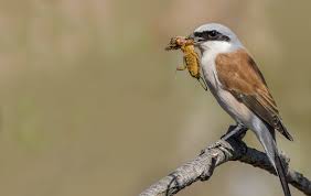 Attēlu rezultāti vaicājumam “Lanius collurio”