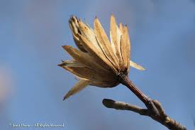 Attēlu rezultāti vaicājumam “Liriodendron tulipifera bud”