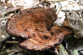 Attēlu rezultāti vaicājumam “Phaeolus schweinitzii”