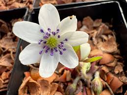Attēlu rezultāti vaicājumam “Hepatica nobilis flower”