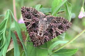 Attēlu rezultāti vaicājumam “Hadena rivularis”