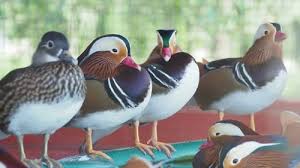 Attēlu rezultāti vaicājumam “Aix galericulata”