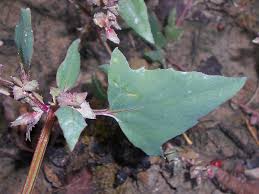Attēlu rezultāti vaicājumam “Atriplex calotheca”
