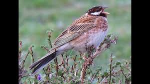 Image result for Emberiza leucocephalos