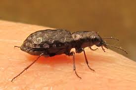 Attēlu rezultāti vaicājumam “Elaphrus cupreus”