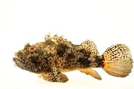 Image result for Scorpaena scrofa