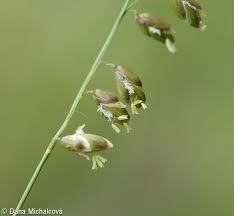 Attēlu rezultāti vaicājumam “Melica nutans flower”