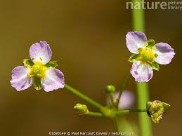 Attēlu rezultāti vaicājumam “Alisma lanceolatum”