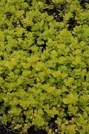 Image result for Lysimachia nummularia