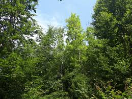 Attēlu rezultāti vaicājumam “Hymenoscyphus fraxineus”