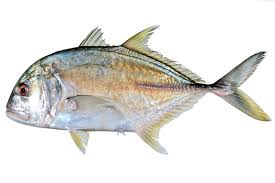 Image result for Caranx ruber