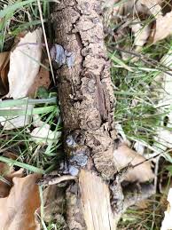 Attēlu rezultāti vaicājumam “Basidiodendron”